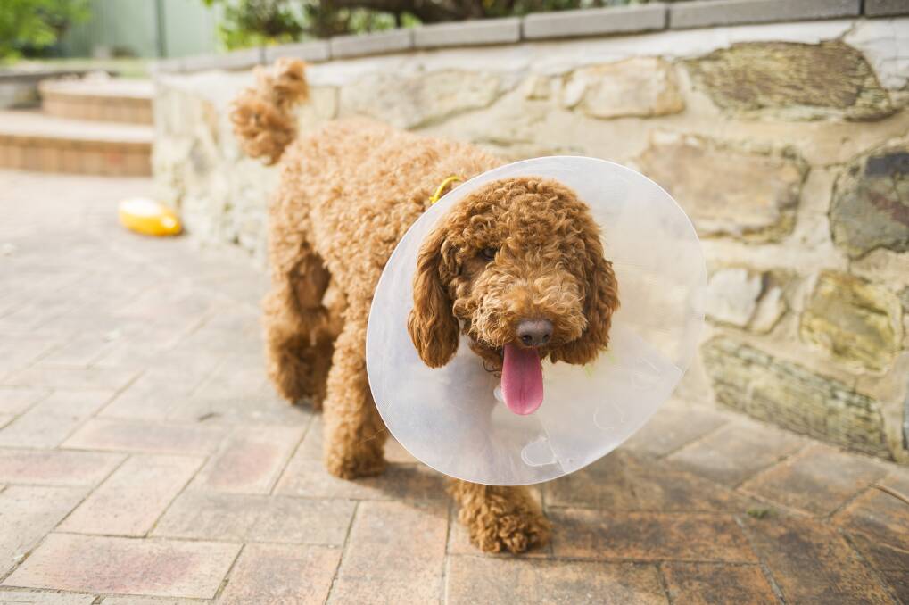 One-year-old Cavoodle received injuries to his hind left leg but the treating vet said it was only the intervention of his owner that saved him from a worse fate. Photo: Dion Georgopoulos