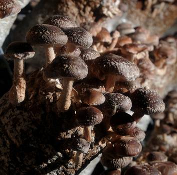 Shiitake mushrooms in the former railway tunnel in Bowral. Photo: Graham Tidy