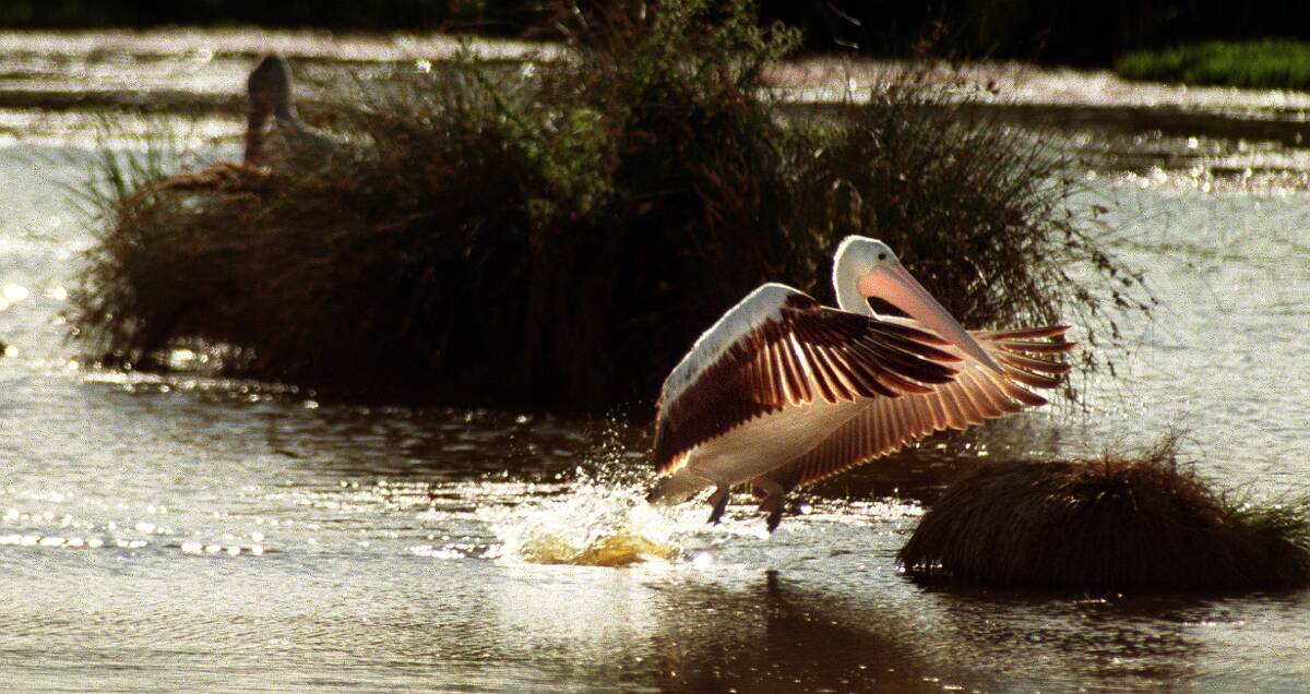 Head down to Jerrabomberra Wetlands for a fun beer and birds event, you pelican. Photo: Gary Schafer