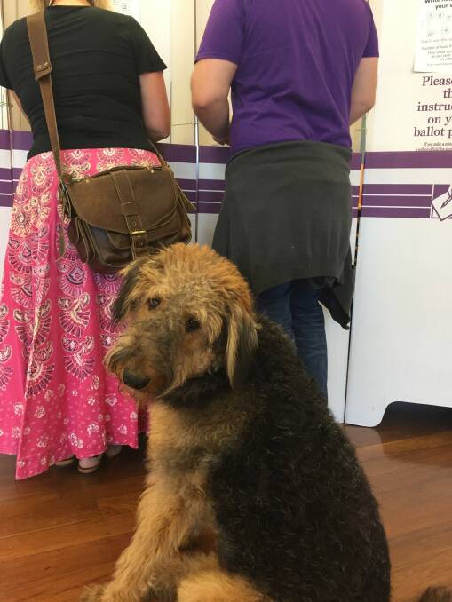 Sunshine the Airedale waits patiently as his owners Rebecca Clark and Scott Norman vote. Photo: Karen Hardy