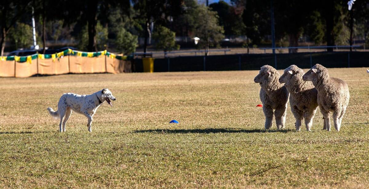 Sheepdog trials are in Bungendore this weekend. Photo: Michele Mossop