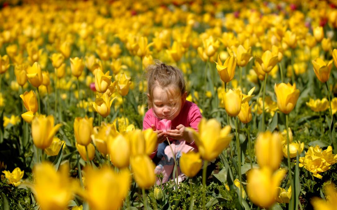 Look out for candid moments of people interacting with the festival. Here a three-year-old Anna Salvair of Latham is seen enjoying the flowers in 2014. Photo: Melissa Adams