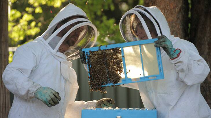 Vikki and Andrew Jones tend to their hive  in Gowrie. Beekeepers are on the lookout in spring when swarms set off for a new home.
