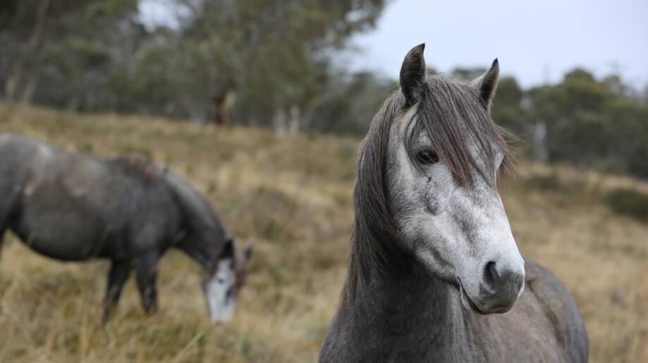Brumbies pictured on John Barilaro MP's website with the caption, "Brumbies Bill to protect iconic Kosciuszko wild horses". Photo: Unknown