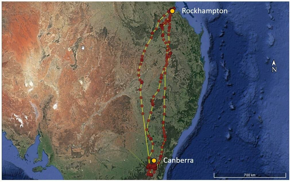 A map showing the migration of Harry the swamp harrier between Canberra and Rockhampton. Photo: Bernd Gruber