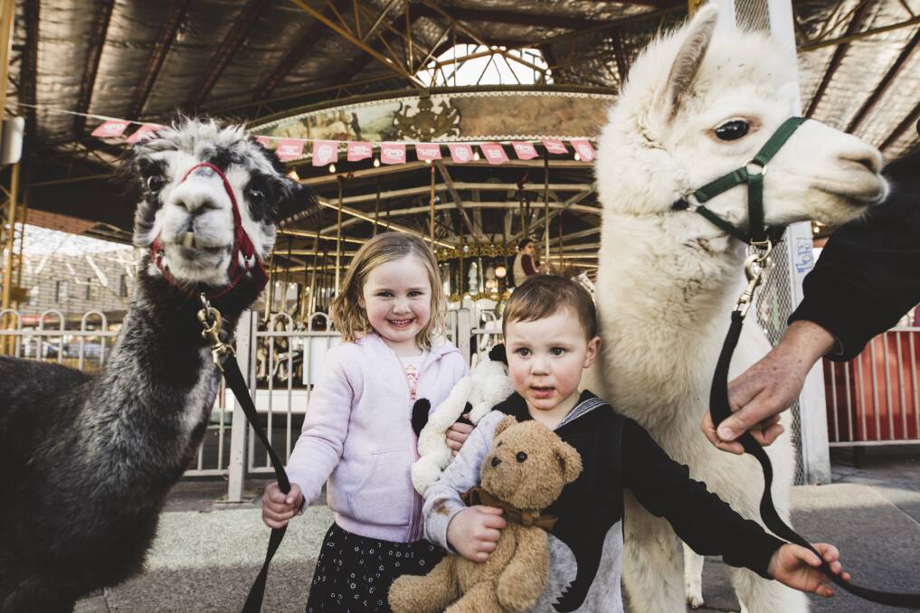 Therapy alpacas Mimosa and Hercules, with Annie Siwek, 4, and her brother Harry, 2. Photo: Jamila Toderas