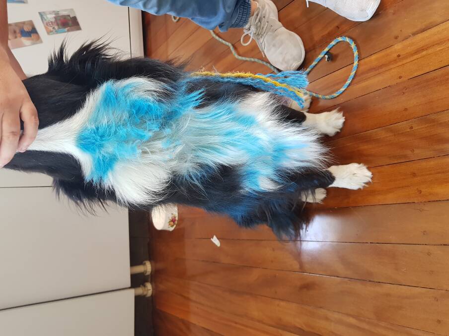 Dakota was spray painted blue and had chunks of her hair cut.  Photo: Supplied