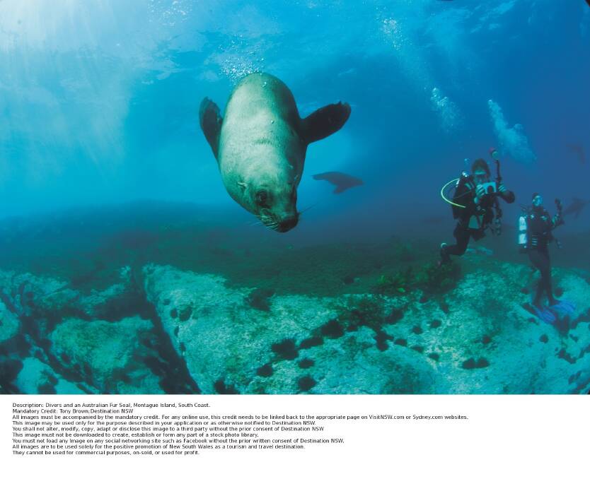 Diving with seals at Montague Island. Photo: Tony Brown: Destination NSW