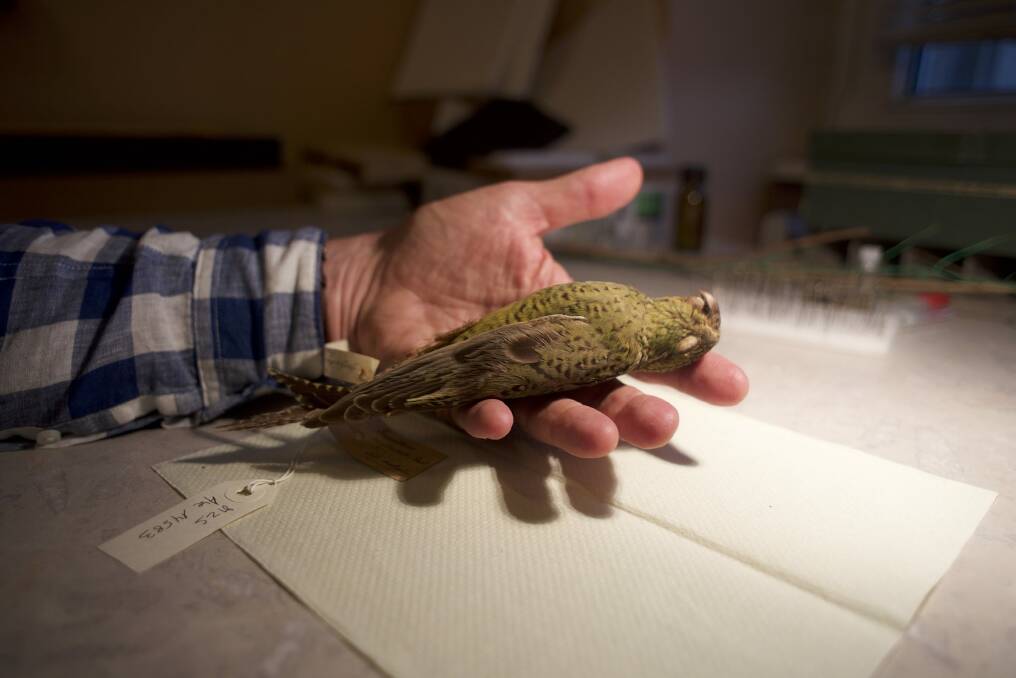 A scene from the documentary showing a night parrot. Photo: Supplied