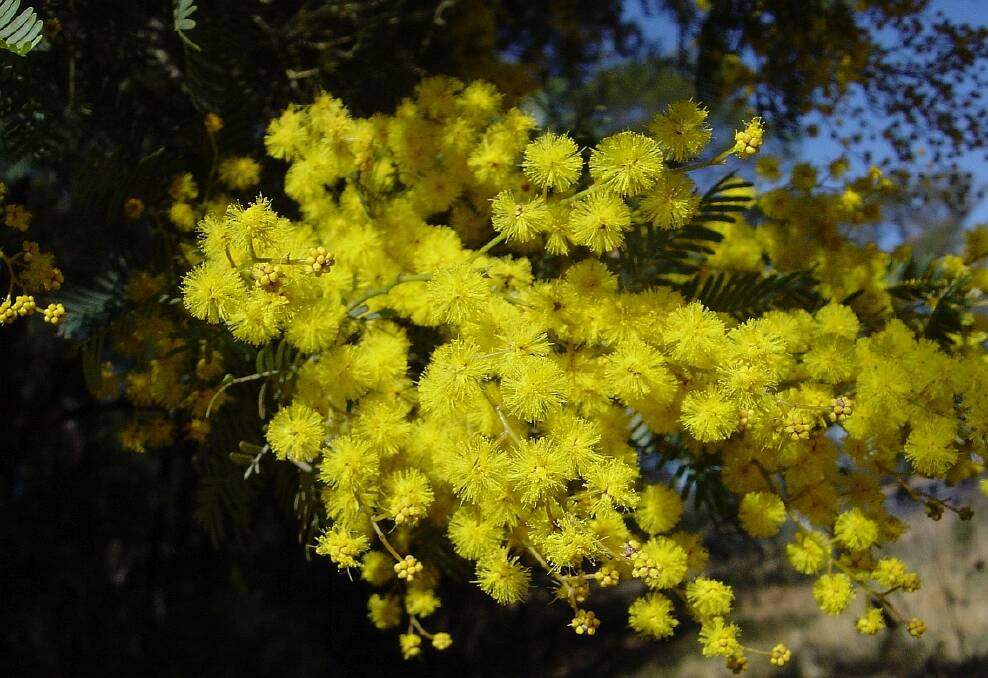 The Brogo wattle, (Acacia blayana) named after author and adventurer John Blay. Photo: John Blay