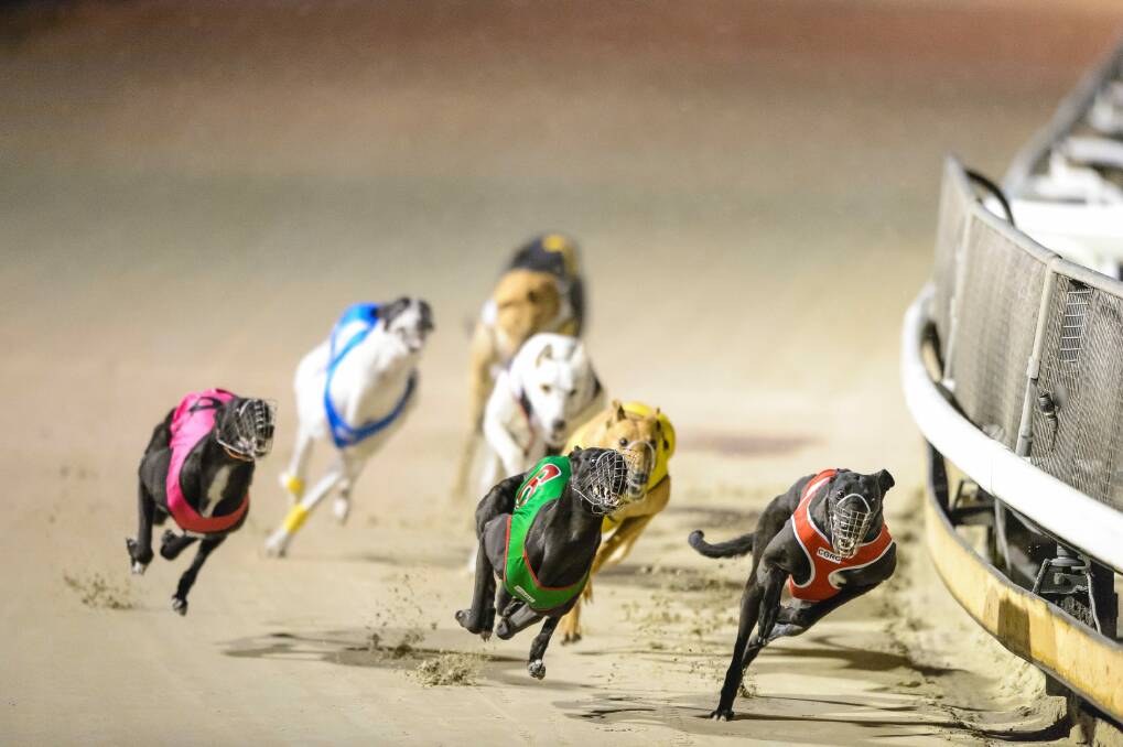 The greyhound club took the planning and land authority to court over the renewal of its lease of the racing track. Photo: Sitthixay Ditthavong