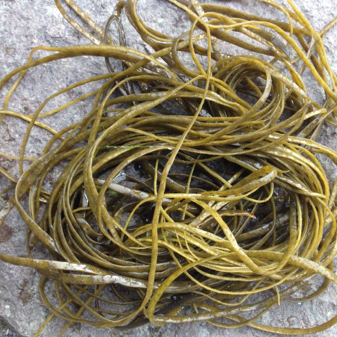 Foraged Sea spaghetti also known as Himenthalia elongata. Photo: Julie Ryder