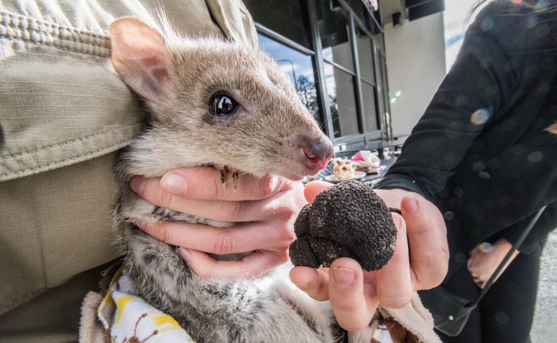 Brian the Bettong doing what he does best - looking cute. Photo: Karleen Minney