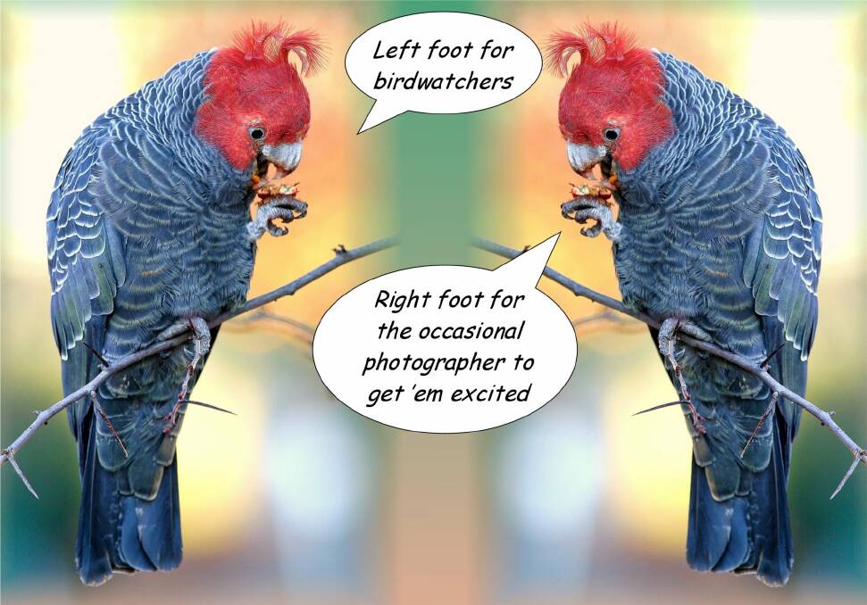 Gang-gang cockatoos conspiring to delude.  Photo: Geoffrey Dabb