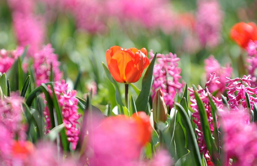 Shooting on bright sunny days will increase contrast and enhance colour saturation. By using a wide aperture, the photographer is able to isolate a single tulip, making it clear what the viewer should be focusing on.  Photo: Andrew Sheargold
