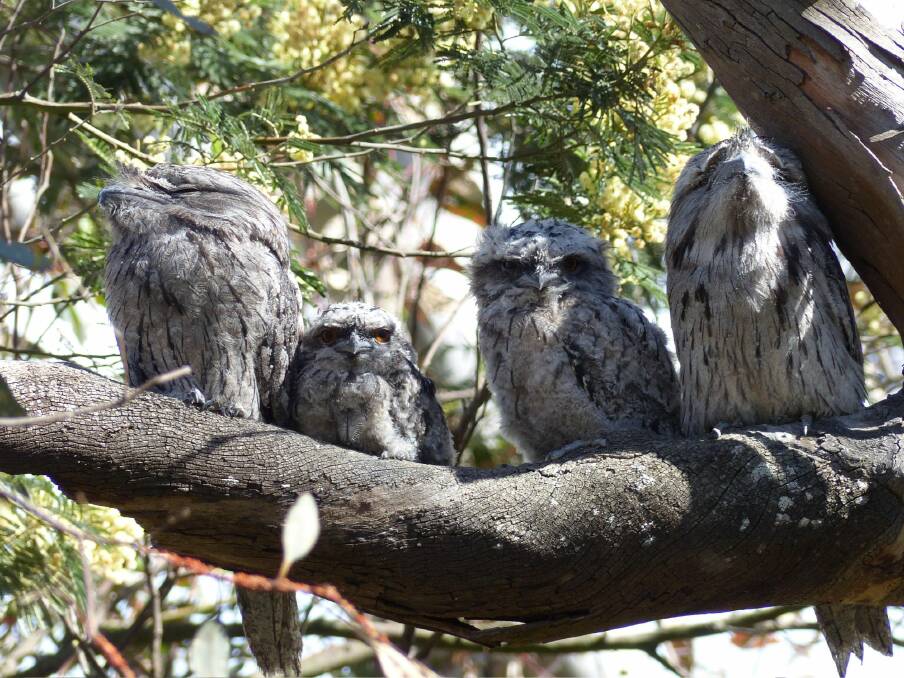 Tawny Frogmouth family (two adults bookending two chicks) on Mt Ainslie.  Photo: Matthew Higgins.