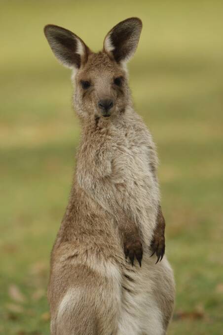 Close to 2000 kangaroos will be culled across the ACT from Monday. 
