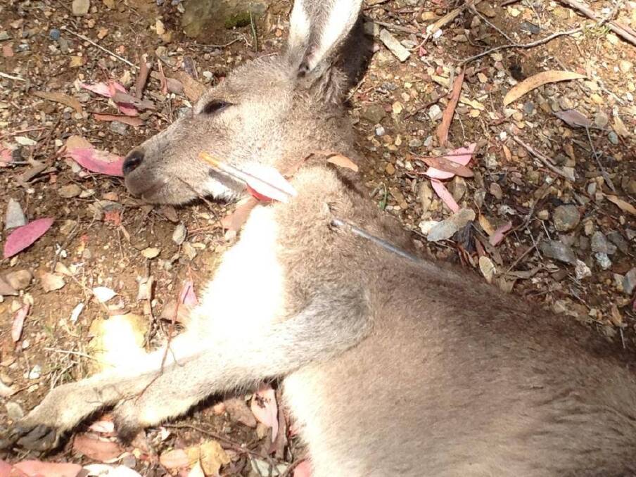 A young male kangaroo has survived being shot with an arrow in Greenleigh, near Queanbeyan. Photo: supplied