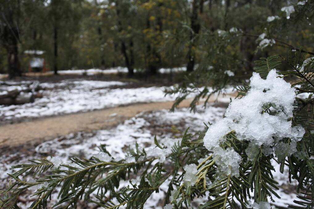 Snow could still be found in Tidbinbilla Nature Reserve at 11am. Photo: Clare Sibthorpe
