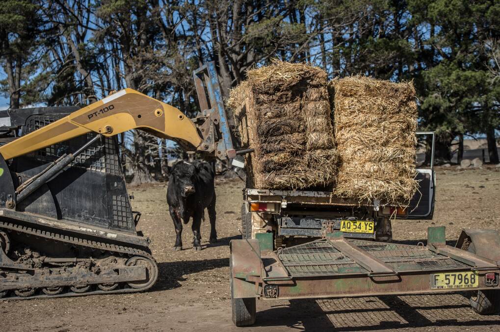 A bull watches on as farmer Mark Horan loads the trailer with hay from Victoria.  Photo: Karleen Minney