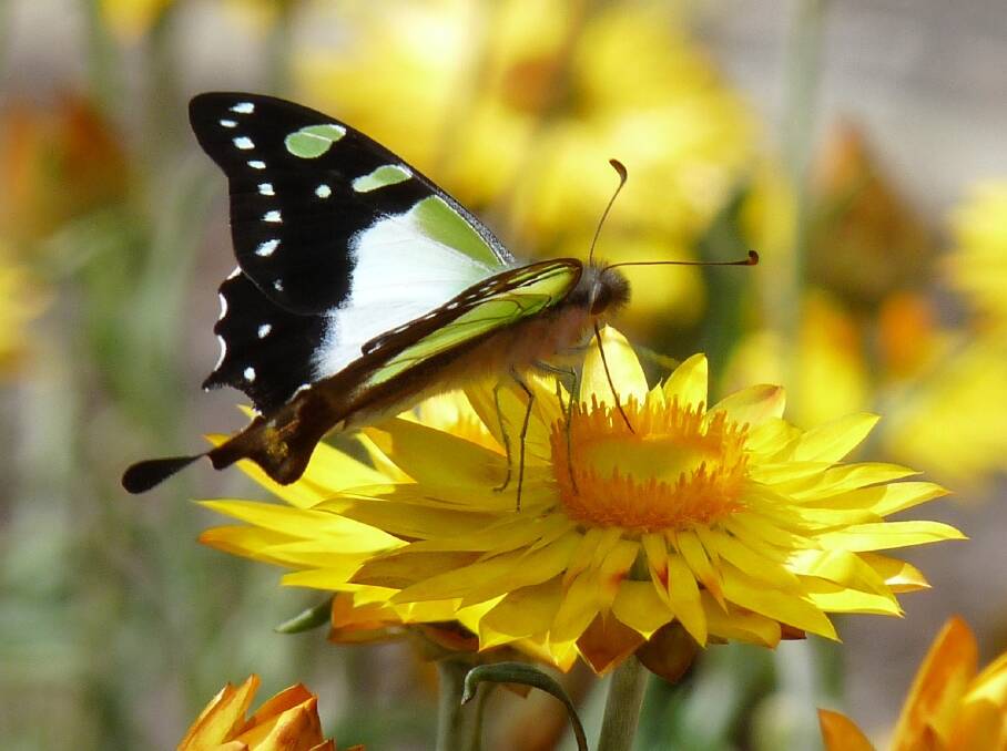 Macleay's Swallowtail, one of many colourful butterflies you can spot around Canberra. Photo: Suzi Bond