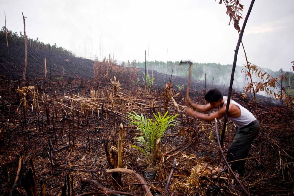 A plantation worker plants oil palm seed in Sumatra, Indonesia, on October 2, 2010.  Photo: Getty Images