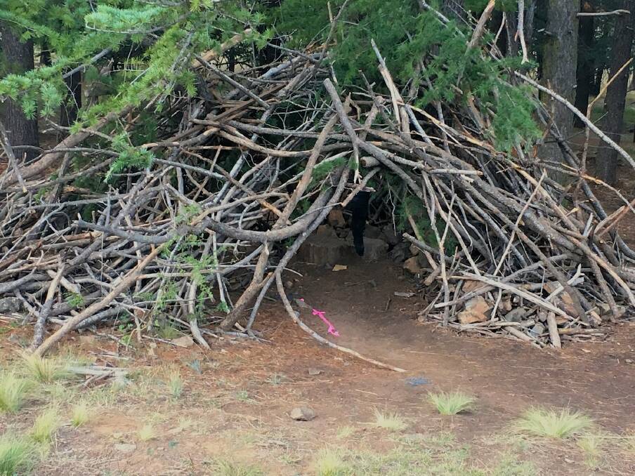 An unofficial bush cubby at the National Arboretum Canberra. Photo: Tim the Yowie Man