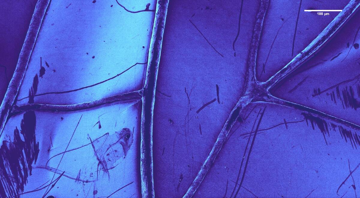 A dragonfly wing under the microscope. Photo: Annalena Wolff.