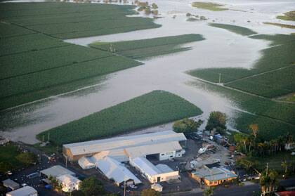 Flooded sugar cane fields near Bundaberg. Soil, sediments and pesticides wash downstream in rivers.  Photo: AFP
