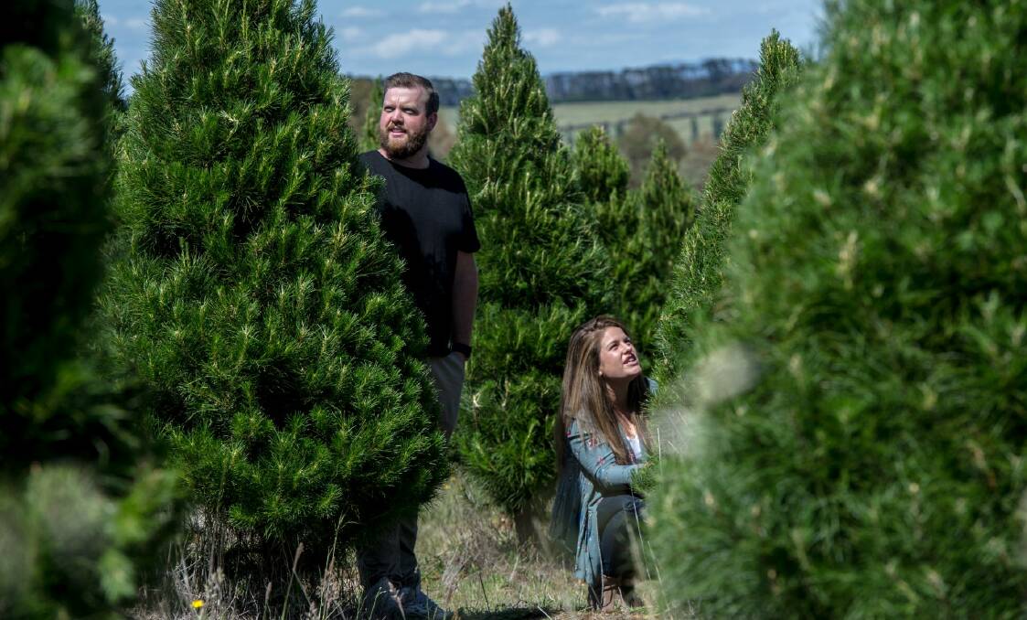 Damsel & Sprout's Craig Ebeling and Ashleigh Gleeson selecting some of the 65 Christmas trees heading to Glebe Park for a new Christmas event. Photo: Karleen Minney