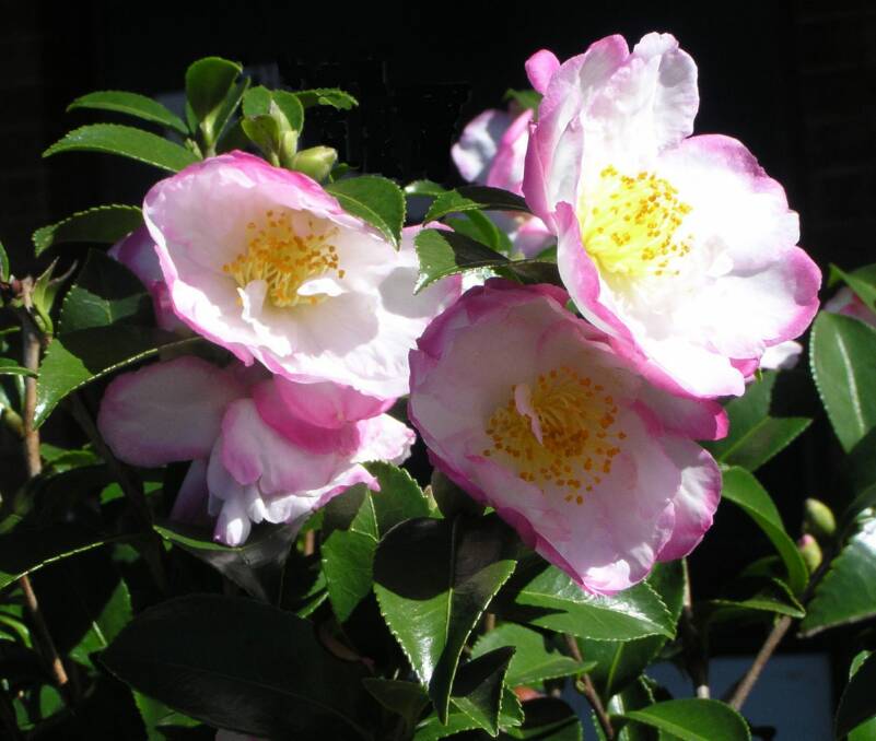 Camellia sasanqua can be pruned into a tight formal hedge or allowed to be a little looser. 