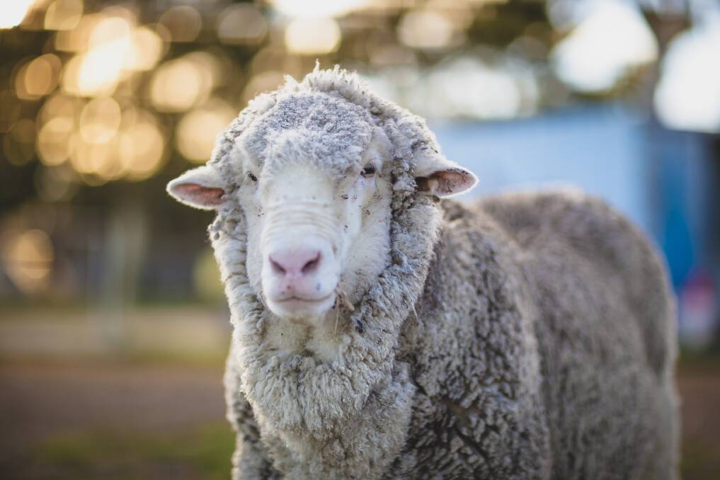 Here he is today. Chris the sheep spends his days at the Little Oak Sanctuary. Photo: Little Oak