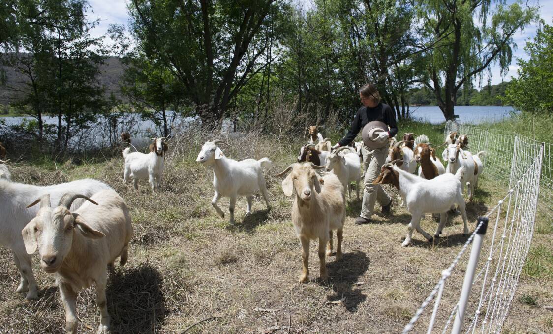 Herder Elisabeth Larsen with her goats that the National Capital Authority is using to keep grass down this summer around Lake Burley Griffin. Photo: Elesa Kurtz