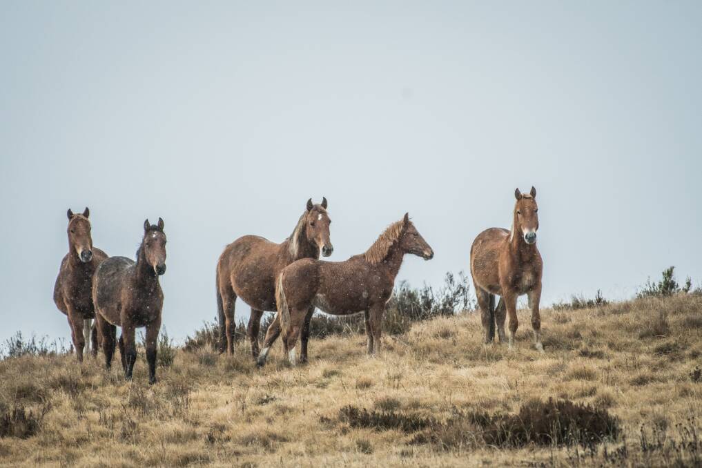 A rising threat to native flora and fauna: wild brumbies in the Kiandra high country.  Photo: Karleen Minney