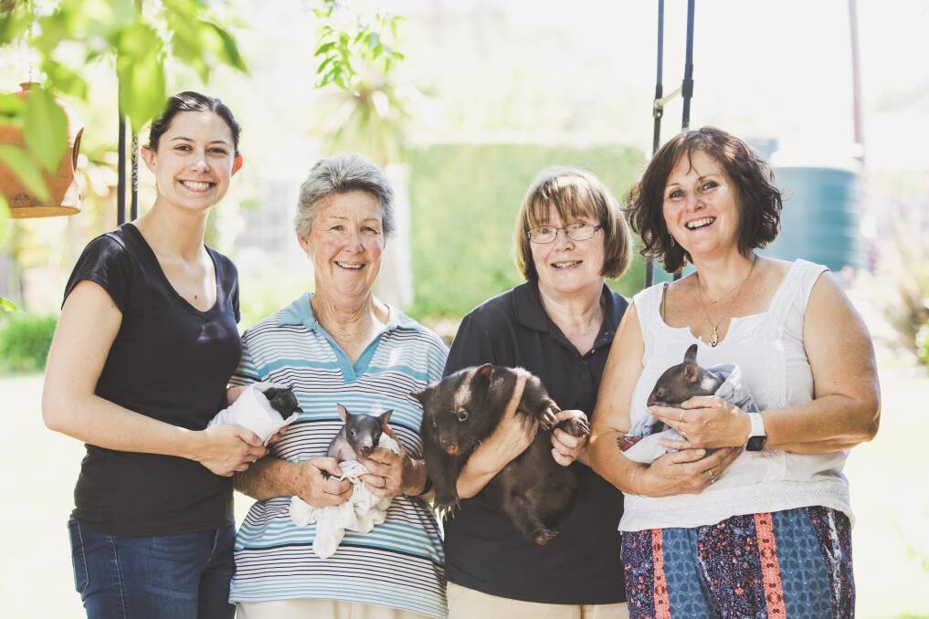 From left: ACT Wildlife carers  Caroline Hennessy, Marg Peachey, Joan McKay and Lindy Butcher. Photo: Jamila Toderas