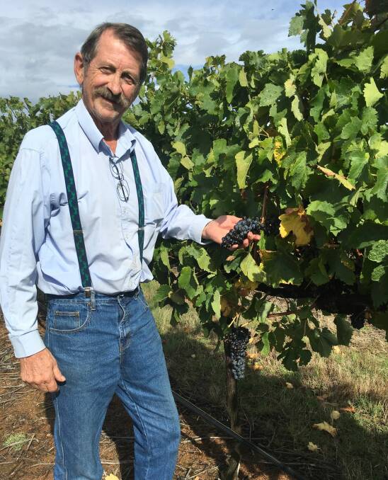 Greg Gallagher with ripe shiraz ready to pick. Photo: Chris Shanahan