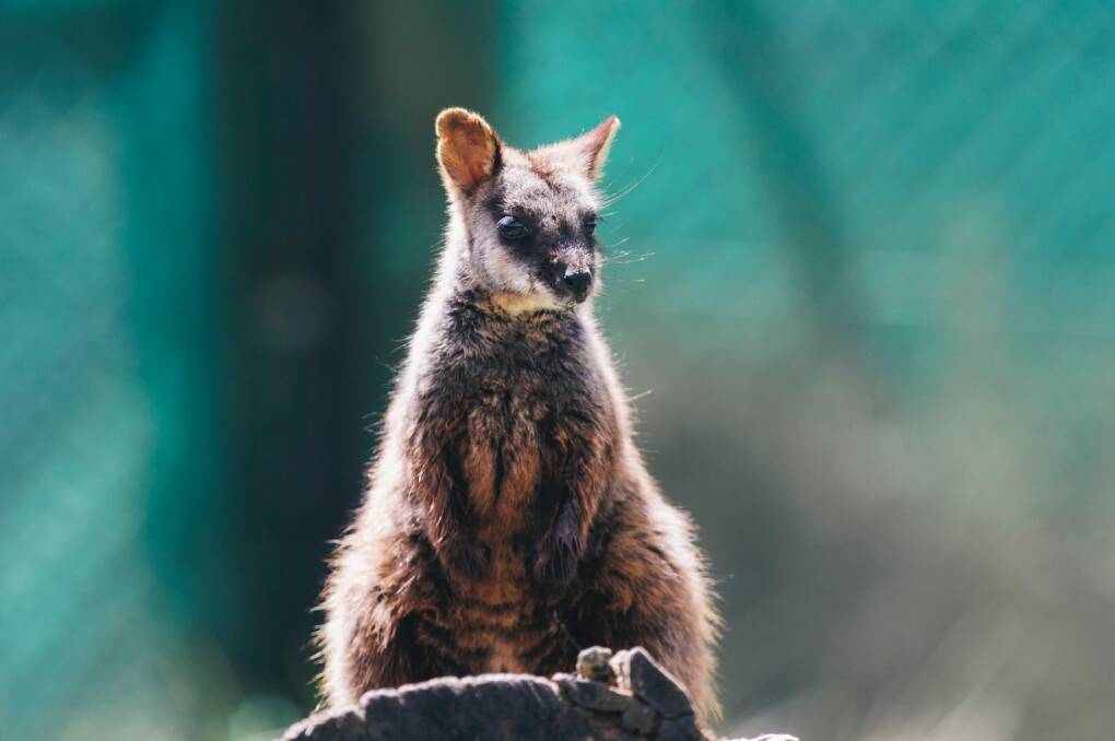 A 10 Month old Southern Brush-Tailed Rock Wallaby at Tidbinbilla. Photo: Rohan Thomson