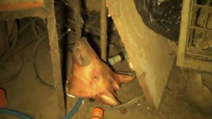 YouTube screen grabs of recent footage taken in Wally's piggery. Photo: Supplied