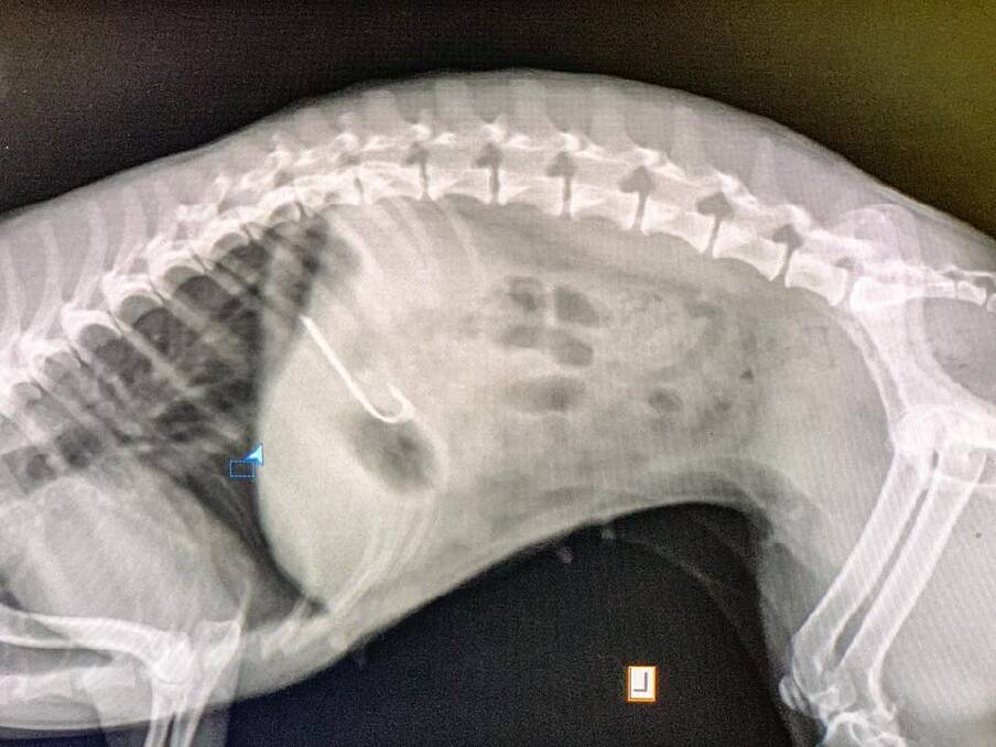 Jack Russell cross maltese dog Tilla is expected to make a full recovery after a fishing hook was removed. Photo: Albion Veterinary Surgery.