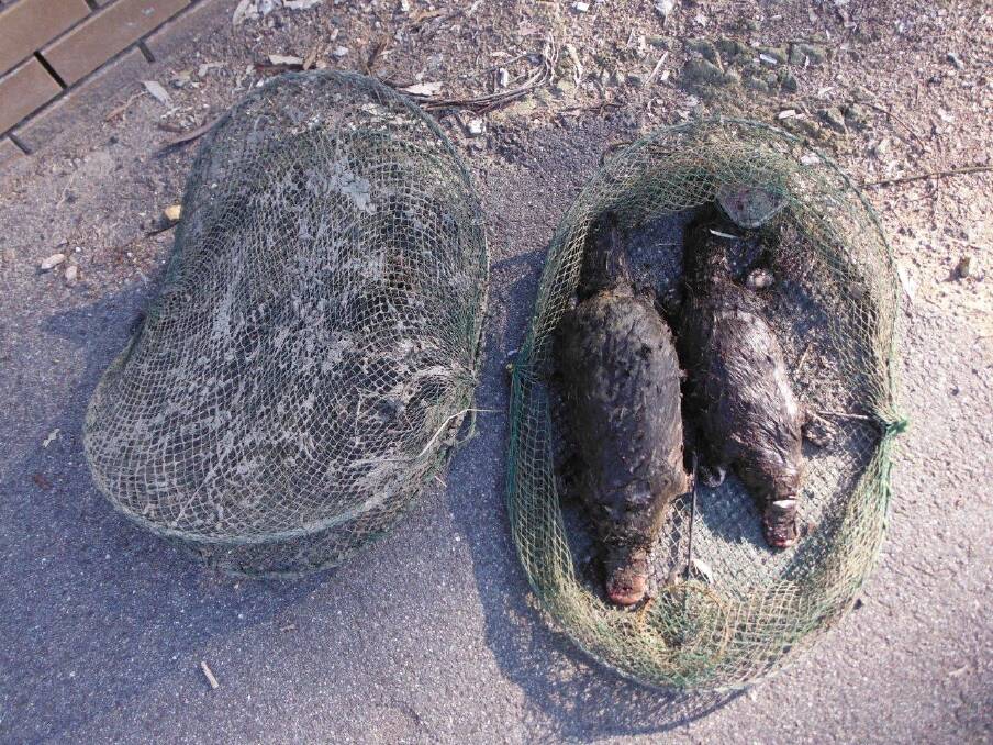Two platypuses killed in an illegal opera house style trap at Point Hut Pond in 2015. Photo: ACT Environment Directorate