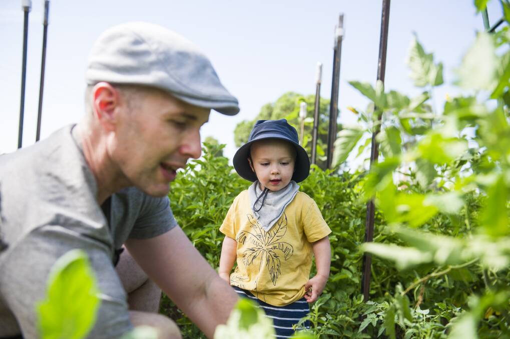 Alec and Calle Thornton, 2, made extra trips to their plot at the Canberra City Farm to ensure the plants survived the heat. Photo: Dion Georgopoulos