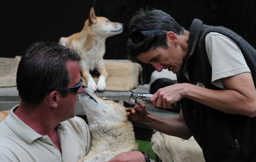 Animal whisperer: Mogo Zoo operations manager Paul Whitehorn holds Mitchell the dingo as on-site vet Dr Sam Young checks its ear. Photo: Graham Tidy