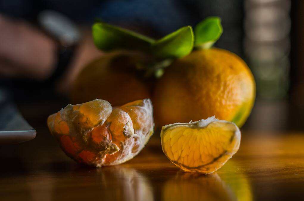 Close -up of peeled Fewtrell’s early mandarin. Photo: Karleen Minney