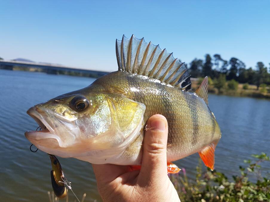 Redfin are in plague proportions in Lake Burley Griffin. Photo: Supplied