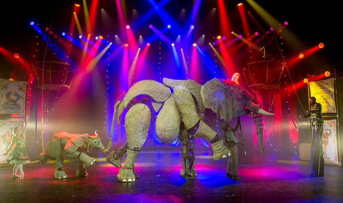 <i>Circus 1903</I>'s elephants Queenie and baby Karanga star at the Canberra Theatre Centre. Photo: Penny Stephens