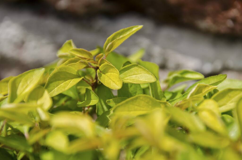 Golden marjoram is ideal for the footpath. Photo: iStock
