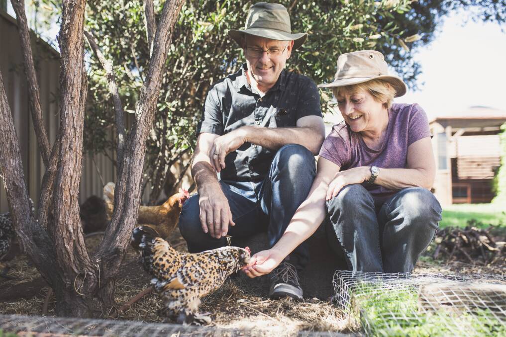 Warwick and Chris Finch with the chickens and their wire-covered ‘salad bar’. Photo: Jamila Toderas