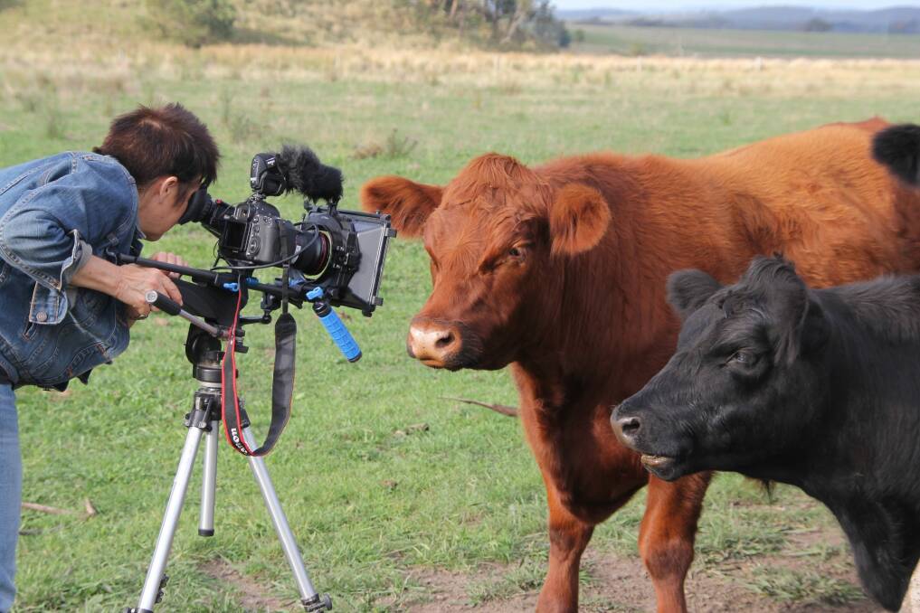 Billie Dean directing her rescued cows for the web series <i>Wisdom from the Paddock</i>. Photo: Supplied
