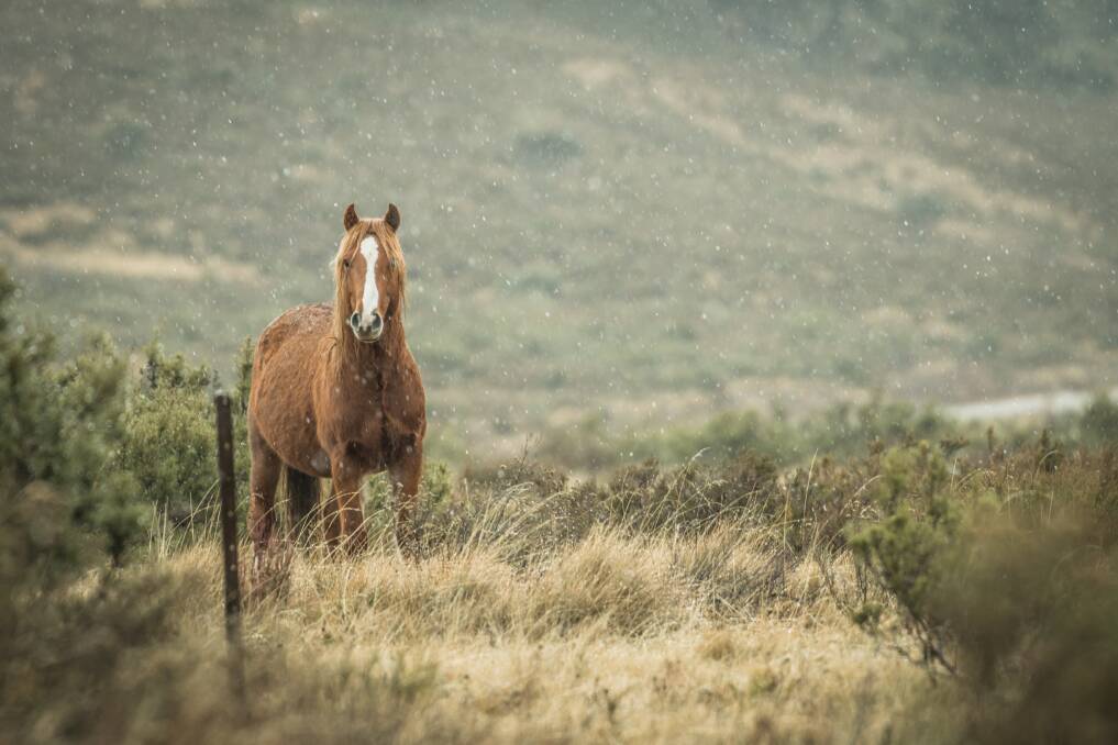 A wild brumby in the Kiandra high country, in the NSW Snowy Mountains. Photo: Karleen Minney