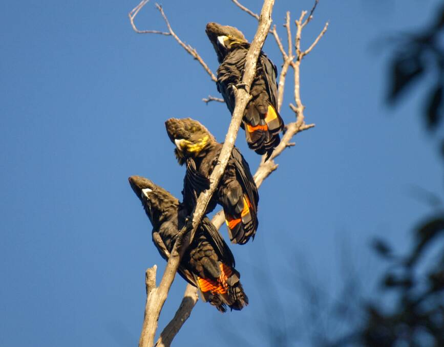 Three glossy black cockatoos sit in a tree. Photo: Kerri-Lee Harris
